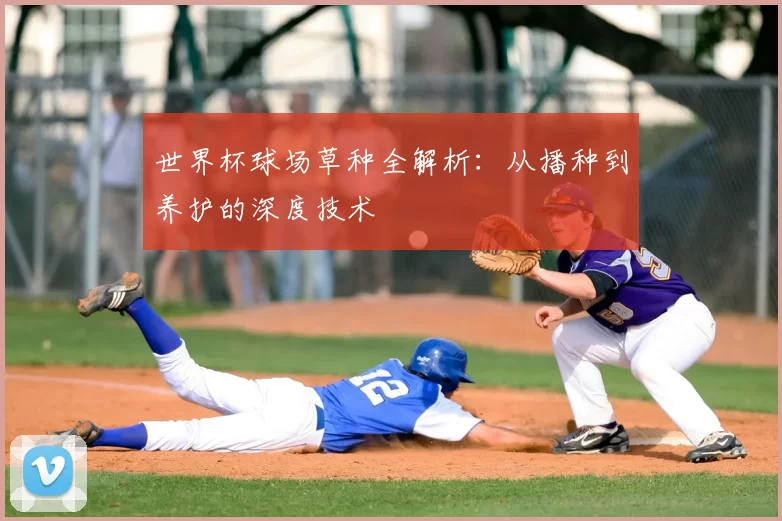 世界杯球场草种全解析:从播种到养护的深度技术